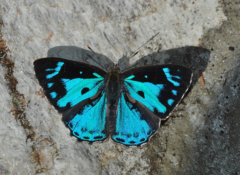 File:Open wing position of Male of Poritia hewitsoni Moore, 1865 – Common Gem WLB DSC 0044 (2).jpg