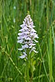   Dactylorhiza maculata