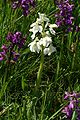 Anacamptis morio var. alba plants Germany - Saarland