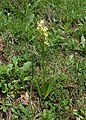 Orchis provincialis Bulgaria