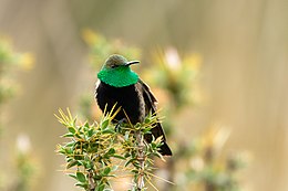 Feketehasú tündérkolibri (Oreotrochilus melanogaster)