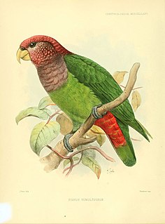 1876 in birding and ornithology