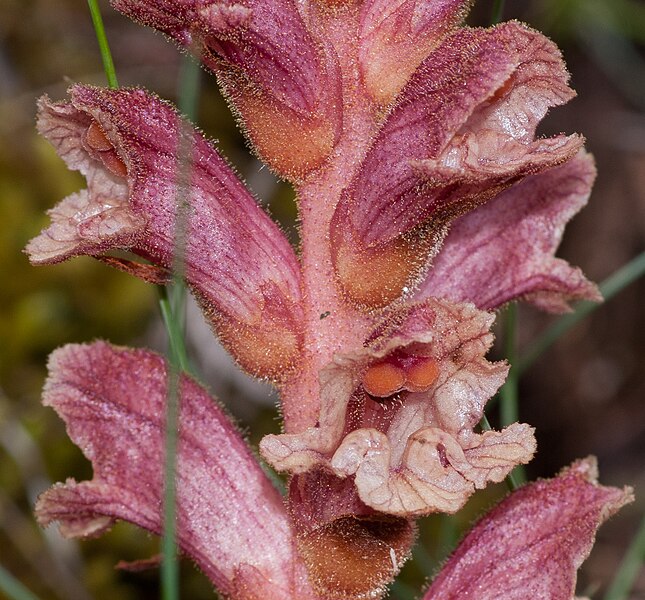 File:Orobanche alba inflorescence (05).jpg