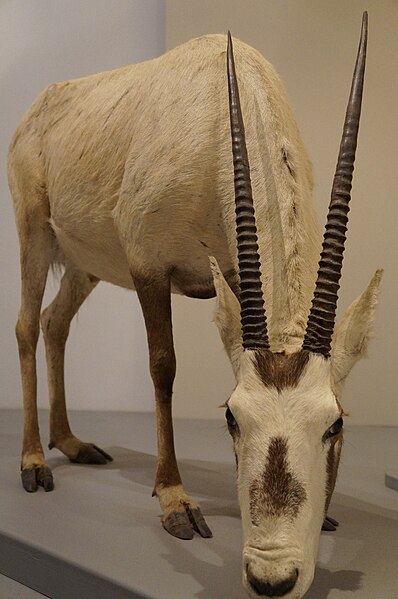 File:Oryx d'Arabie 01 MHNLille.JPG