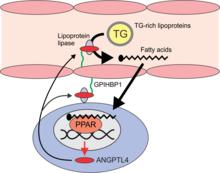 Picture depicts role of ANGPTL4 as endogenous inhibitor of lipoprotein lipase and its regulation by fatty acids via Peroxisome Proliferator Activated Receptors Overview ANGPTL4.png