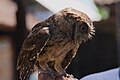 * Nomination: Unidentified owl in Bali. --Satdeep Gill 16:45, 1 September 2022 (UTC) * * Review needed