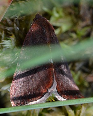 Owlet Moth (Noctuoidea)