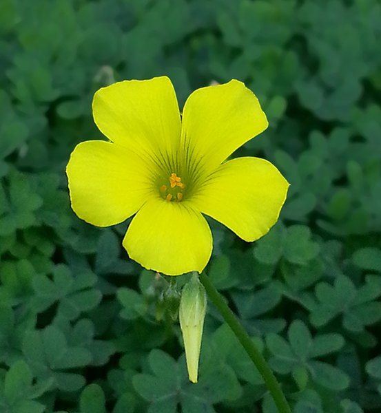 File:Oxalis-pes-caprae-2014-12-4-TAU-01 (cropped).jpg