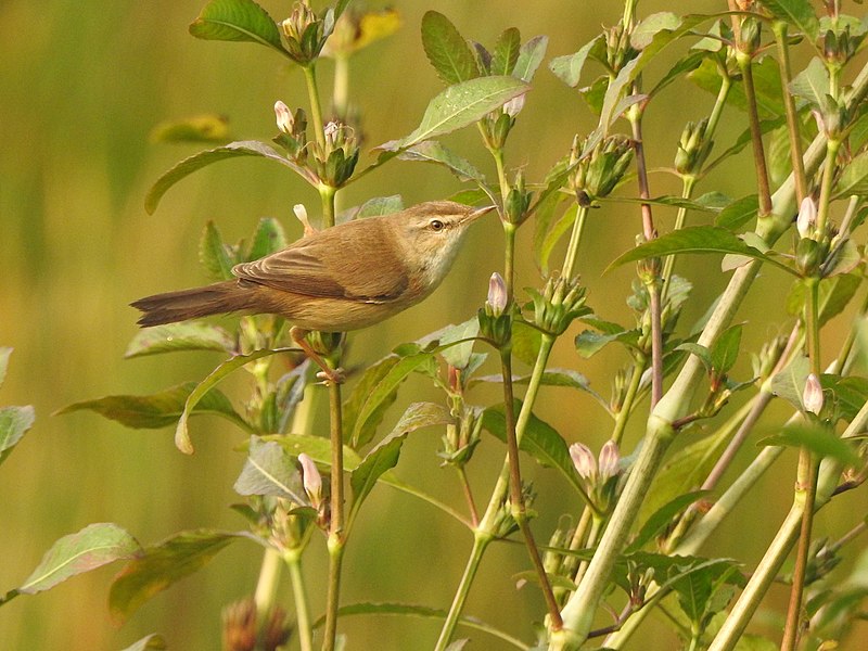 File:Paddyfield warbler 9.jpg