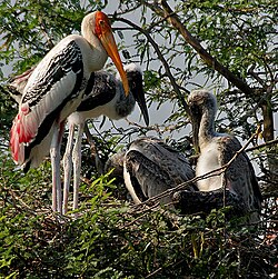 Indisk Ibisstork: Utseende, Utbredning och systematik, Levnadssätt