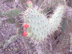 Palmatória (Tacinga palmadora)