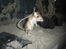 Panamint kanguru rat.jpg