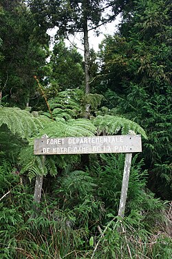 Illustrasjonsbilde av artikkelen Forest of Notre-Dame de la Paix