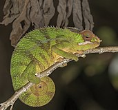 Camaleonte pantera (Furcifer pardalis) maschio Montagne d'Ambre 2.jpg