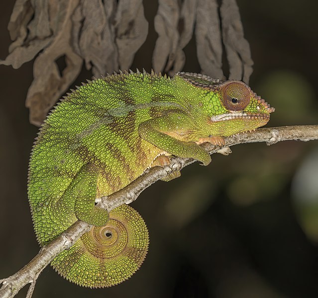 File:Panther chameleon (Furcifer pardalis) male Montagne d’Ambre 2.jpg