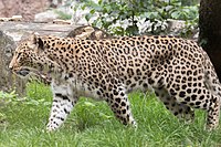 Panthera pardus saxicolor at Allwetterzoo Munster 1 August 2020 JM.jpg (1).jpg