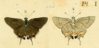 <i>Strymon acis</i> Species of butterfly