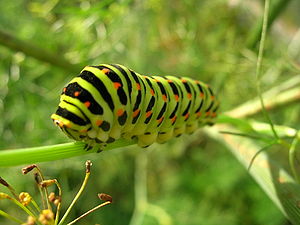 Papilio machaon caterpillar.jpg