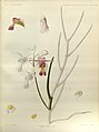 Papilionanthe teres (as syn. Vanda teres) plate 285 in: G.King & R.Pantling: The Orchids of the Sikkim-Himalaya Calcutta (1898)