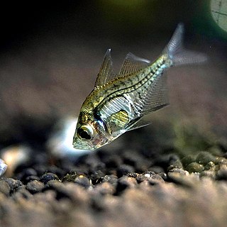 <i>Parambassis ranga</i> Species of fish