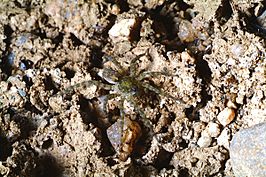 Pardosa wagleri