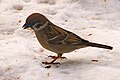 Feldsperling (Passer montanus)(*)