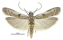 Patagoniodes farinaria male.jpg