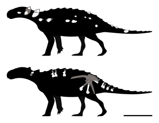 <i>Patagopelta</i> Genus of nodosaurid dinosaurs