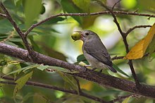 Pale-billed flowerpecker PbFlowerpecker DSC 3272 crop.jpg