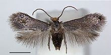 Pectinivalva quintiniae male.jpg