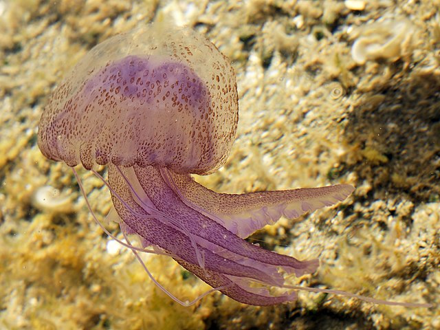 Une pélagie (Pelagia noctiluca) dans une flaque de la côte sud de la Sardaigne. (définition réelle 3 656 × 2 742*)