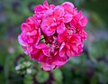 Pelargonium cultivars.jpg