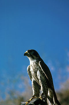 Peregrine Falcon USFW