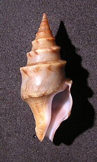 <i>Perrona spirata</i> Species of gastropod