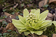 Petasitlar japonicus.jpg