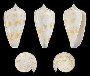 Conus (Phasmoconus) andamanensis