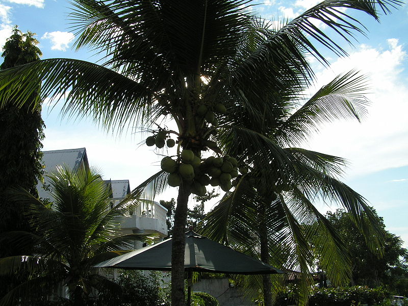 File:Philippinecoconuts.jpg