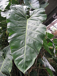 Lá Philodendron