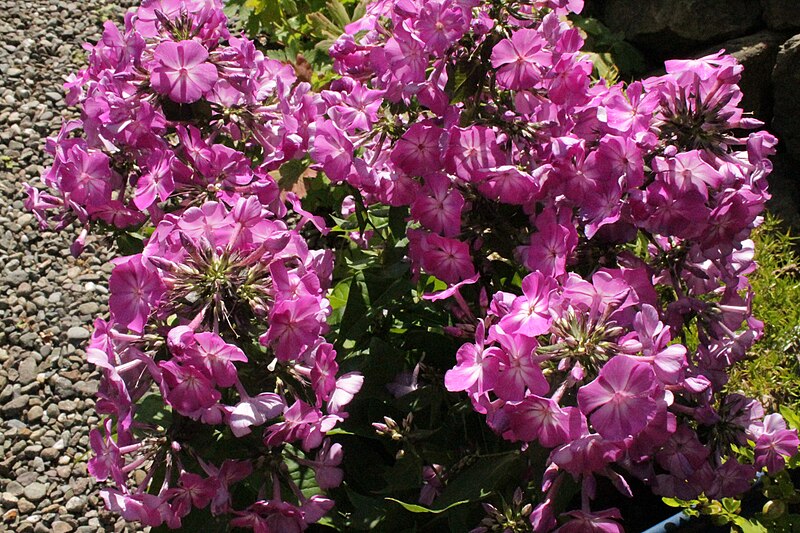 File:Phlox on a patio.jpg