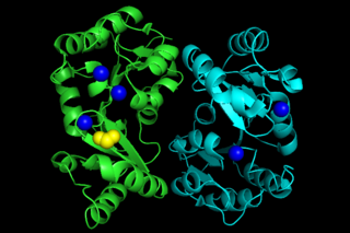 Phosphoglycolate phosphatase