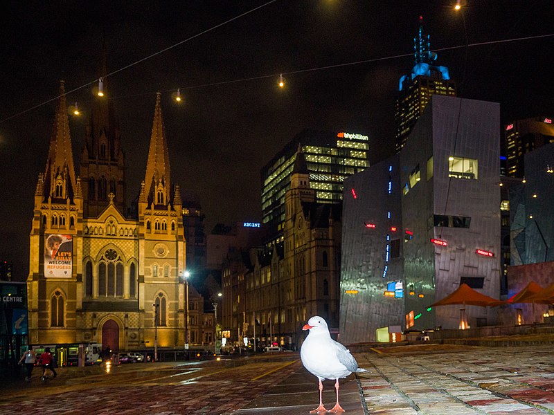 File:Photo-bombing Silver Gull! (21246419748).jpg