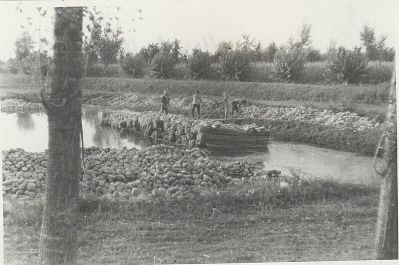 File:Photo Hemp fiber sheaves left to macerate 1950 - Touring Club Italiano 1.2770.jpg