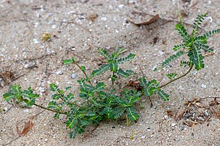 <i>Phyllanthus amarus</i> Species of flowering plant