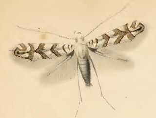 <i>Phyllonorycter acerifoliella</i> Species of moth