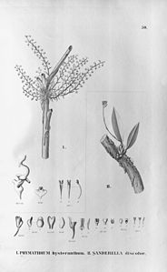 plate 50 Phymatidium hysteranthum, Sanderella discolor