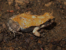 Physalaemus cicada Carvalho 2016.png