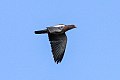 Picazuro Pigeon (Patagioenas picazuro) (8077575098).jpg