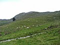 Pikedaw Hill - geograph.org.uk - 53091.jpg