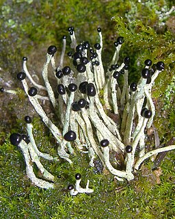 <i>Pilophorus</i> (fungus) Genus of lichens