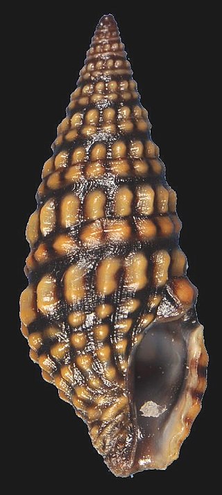 <i>Pilsbryspira zebroides</i> Species of gastropod